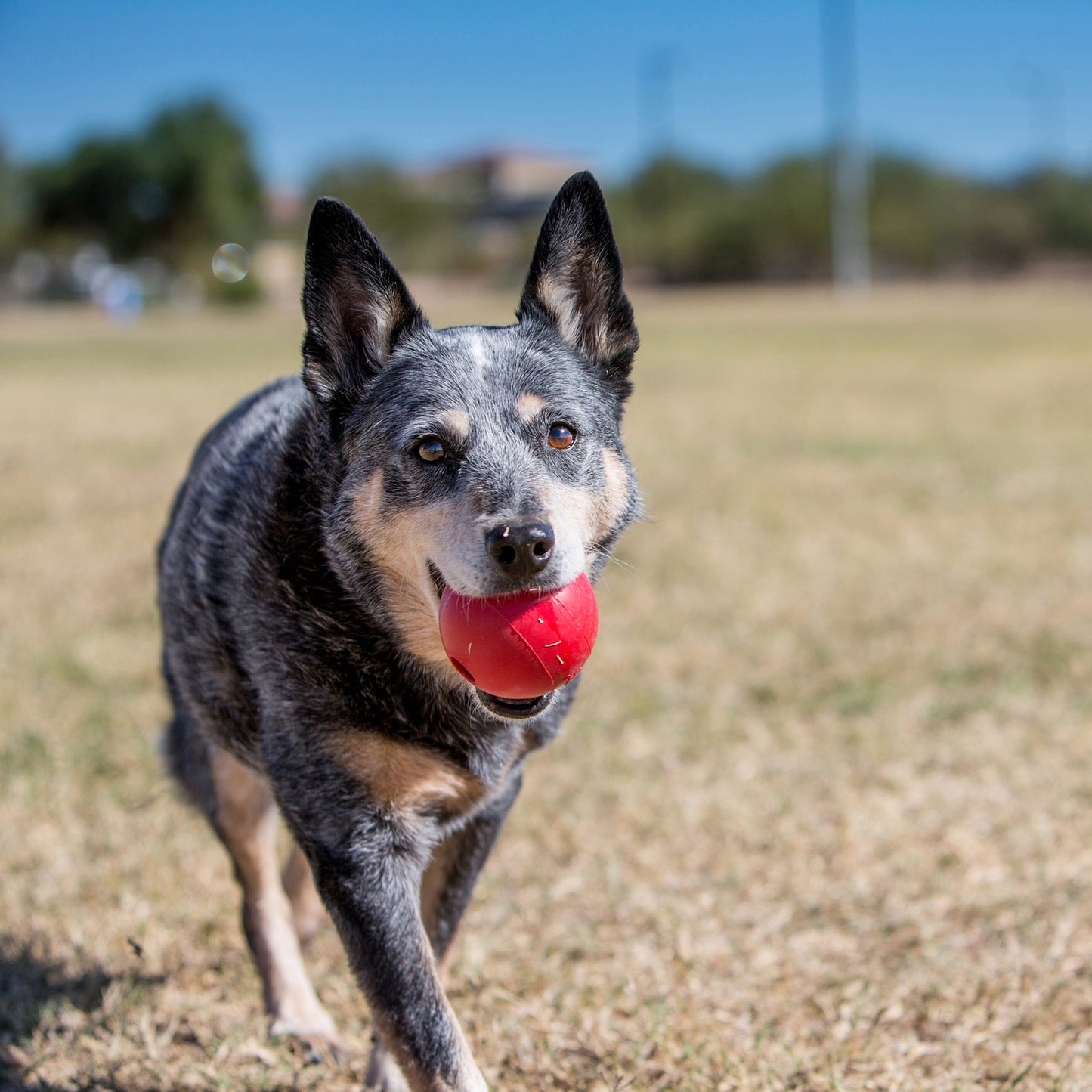 Kong Dog Ball S