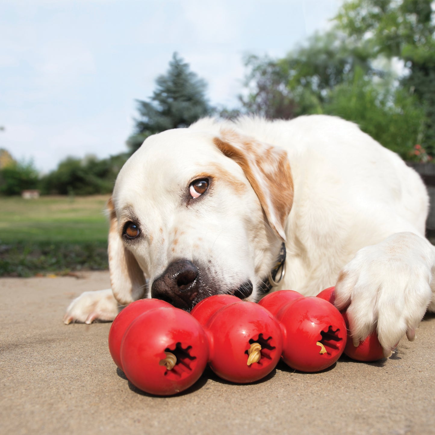 Kong Dog Goodie Ribbon S